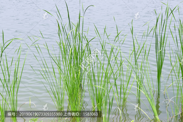 香蒲