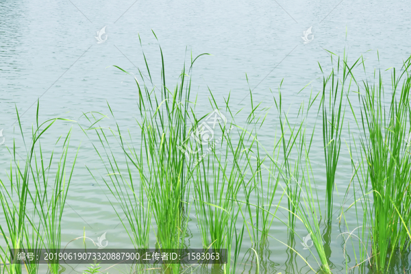 蒲草