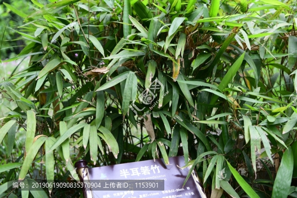 半耳箬竹