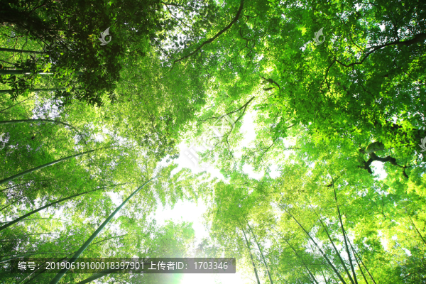竹林