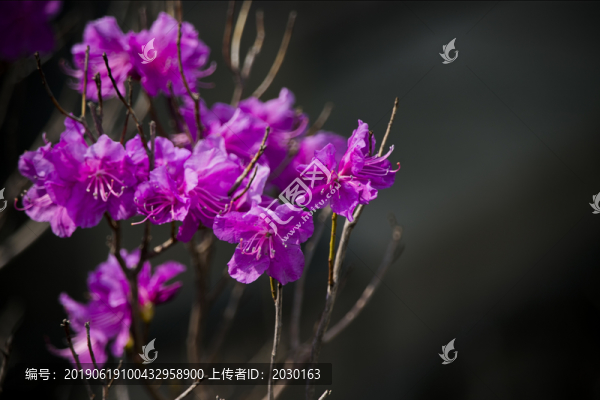 杜鵑花