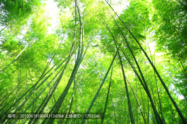 竹林