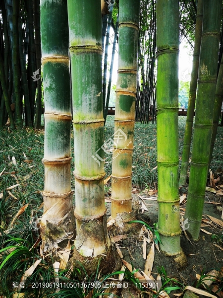 竹節(jié)