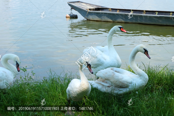 天鵝
