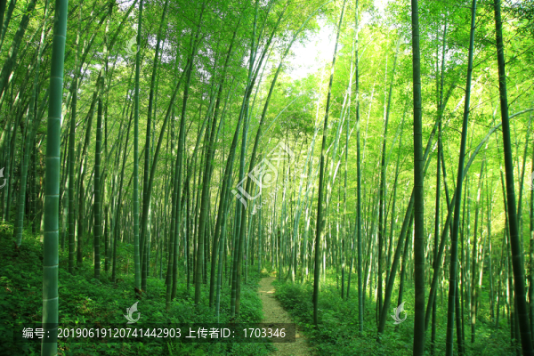 夏日竹林