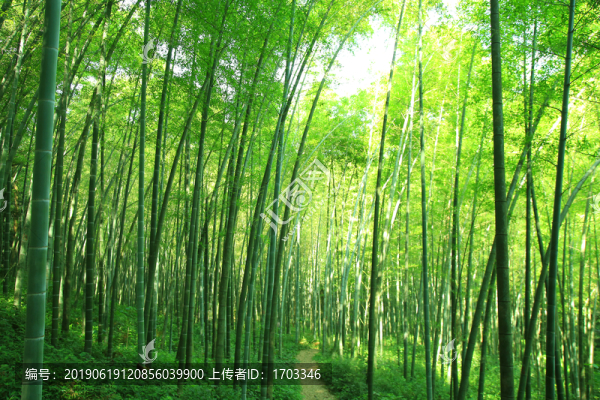 夏日竹林