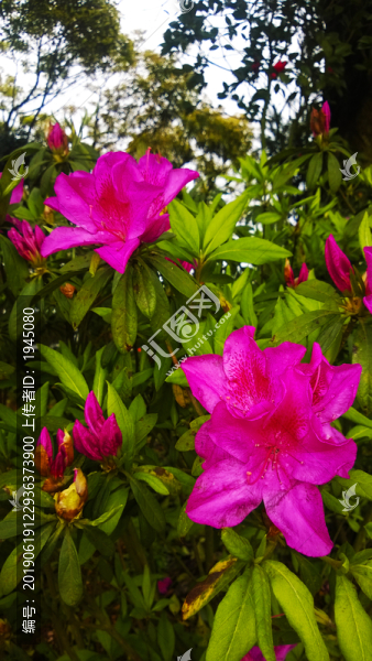 杜鵑花