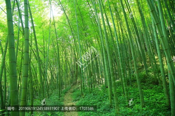 竹林