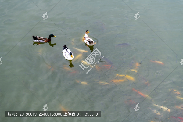 魚鴨戲水
