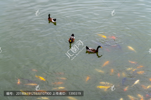 魚鴨戲水