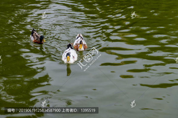 魚鴨戲水