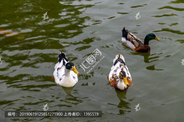 魚鴨戲水