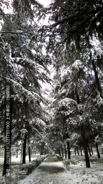 雪景樹林