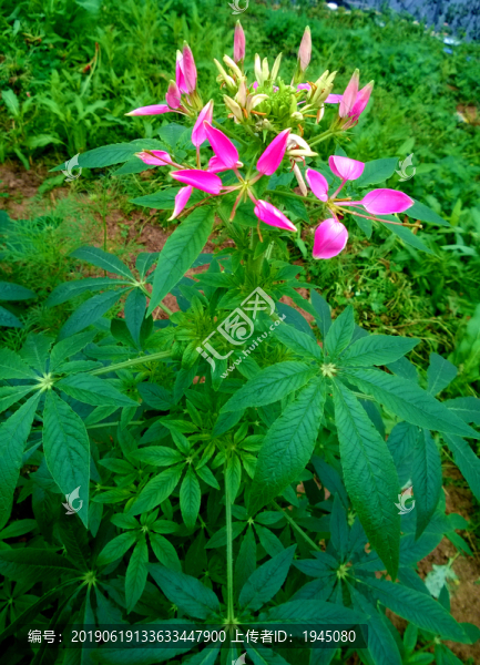 醉蝶花