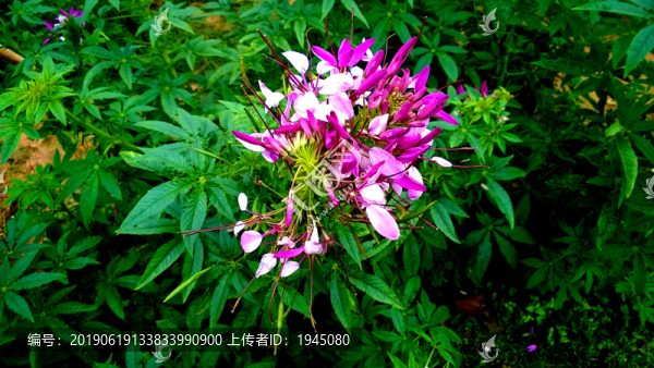 醉蝶花