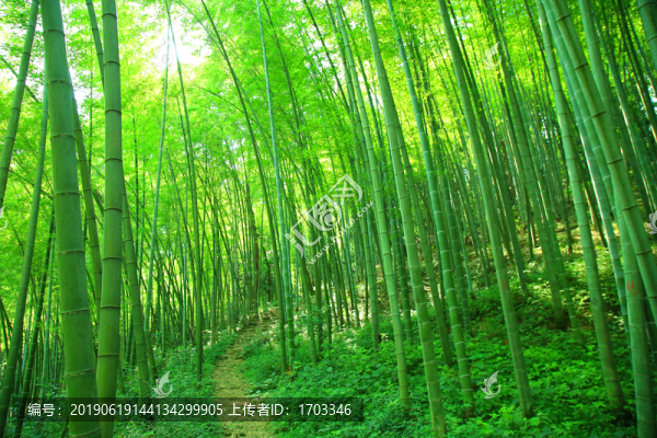 竹林