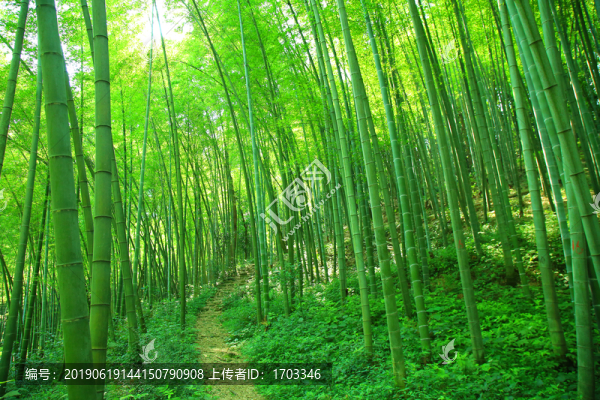 竹林