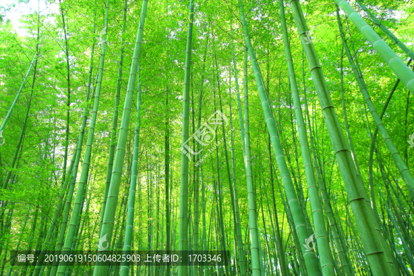 陽(yáng)光竹林
