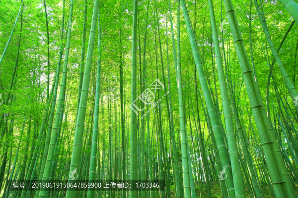 陽光竹林