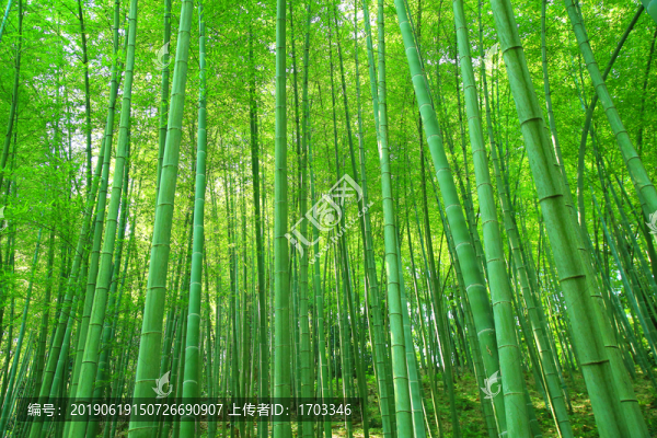 陽光竹林