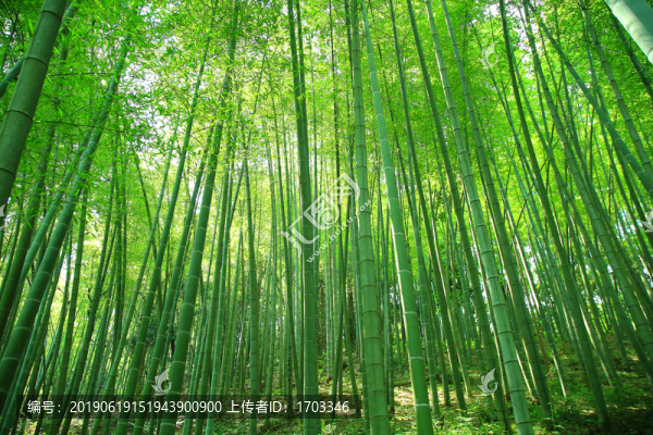 夏日竹林