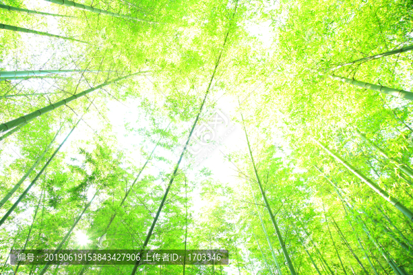 夢幻竹林