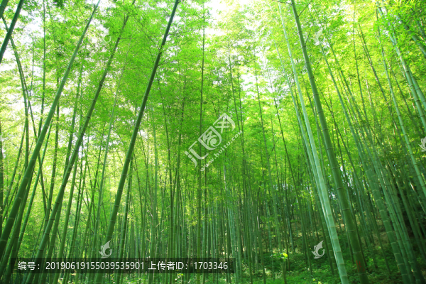 陽光竹林