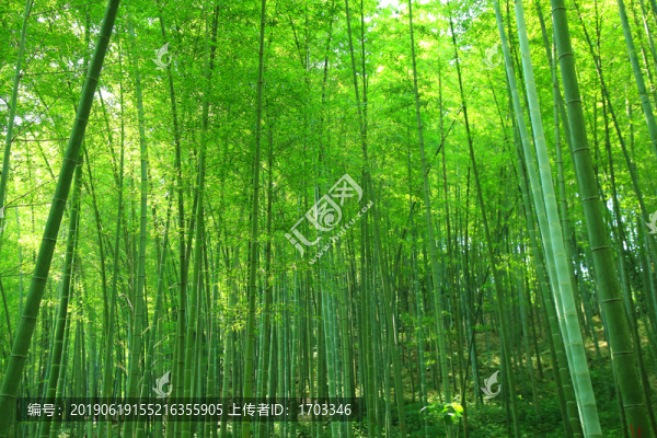 陽光竹林
