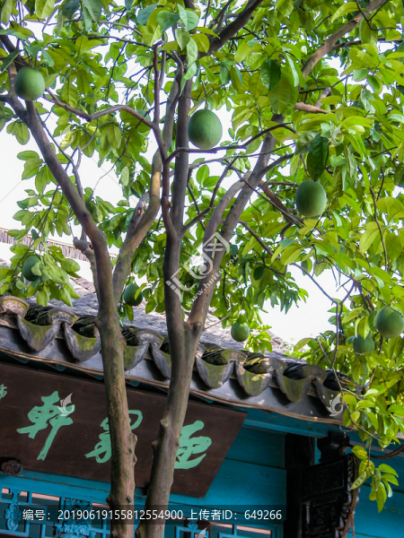 小瀛洲島柚子樹(shù)