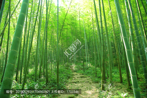 竹林