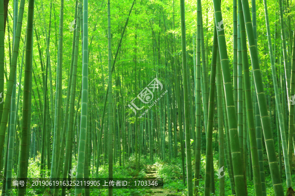 竹林