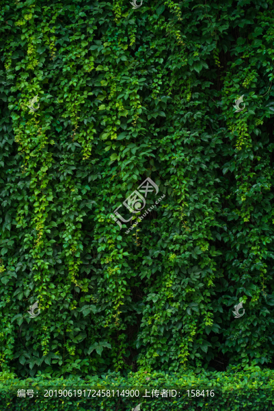 綠葉植物墻背景廣告海報素材