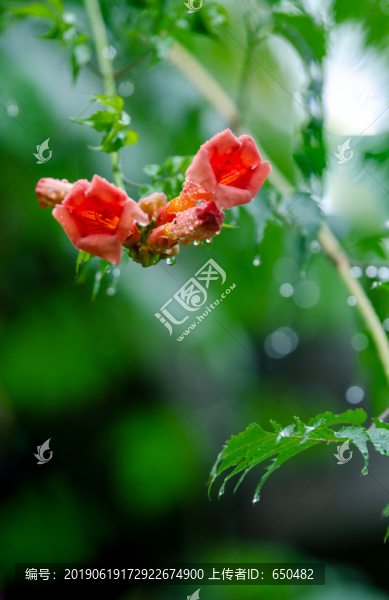 凌霄花