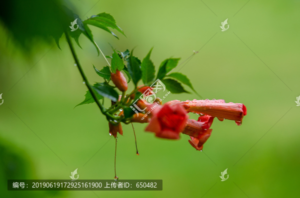 凌霄花