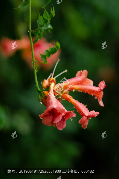 凌霄花