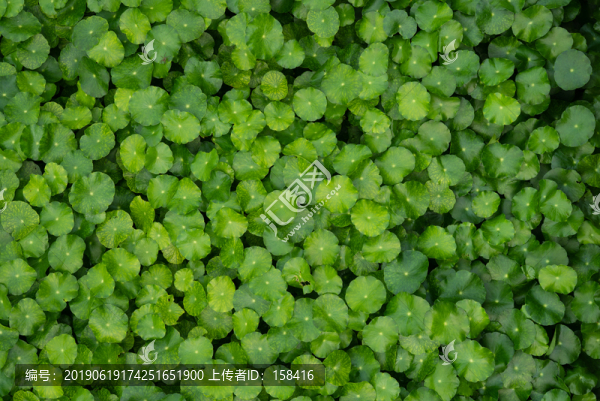 綠葉植物墻背景廣告海報(bào)素材