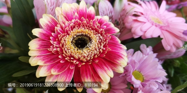 雛菊