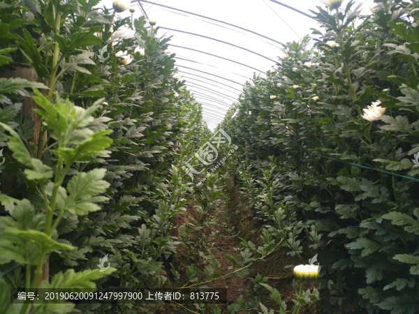 大棚菊花