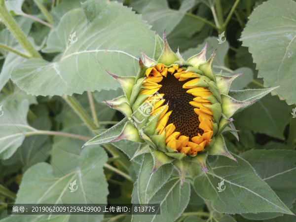花蕊向日葵
