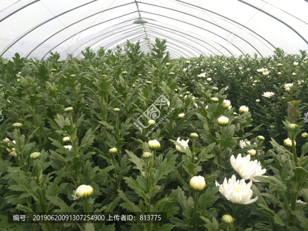 菊花大棚