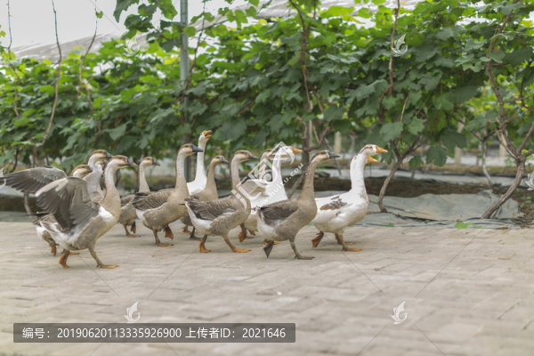 鵝