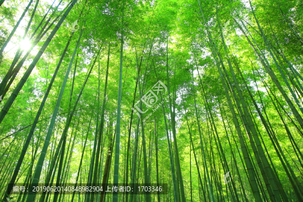竹林