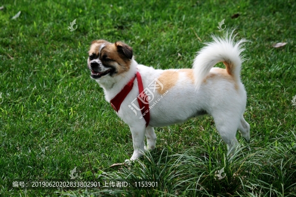小狗