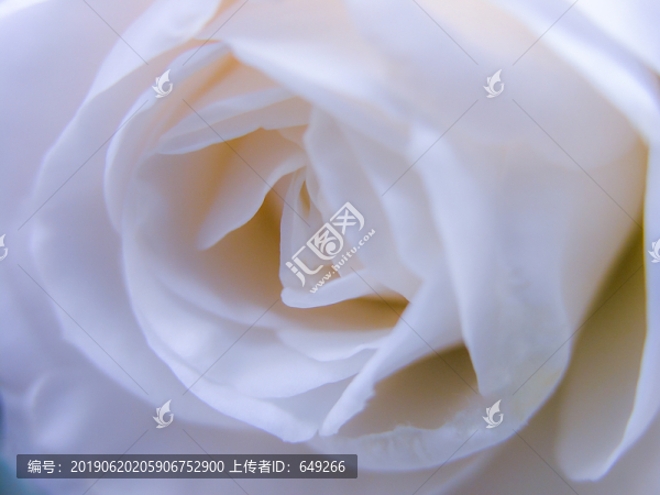 白茶花