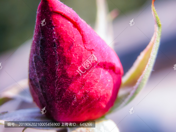 月季花苞