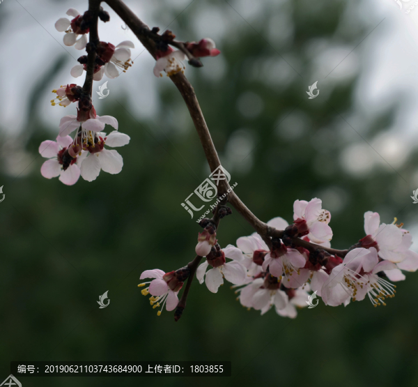桃花