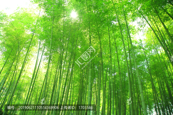 竹林