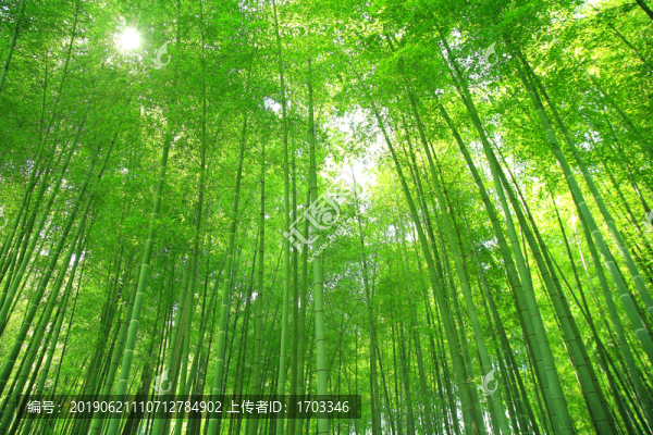 竹林