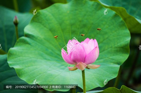 夏日荷韻
