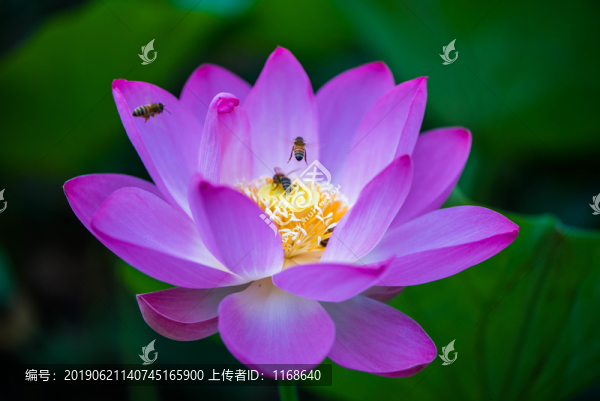 夏至荷韻